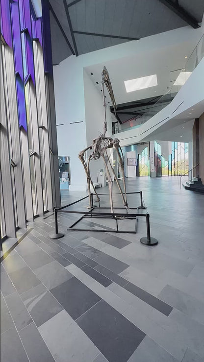 Quetzalcoatlus Skeleton Cast  for Sale by Fossil Crates video