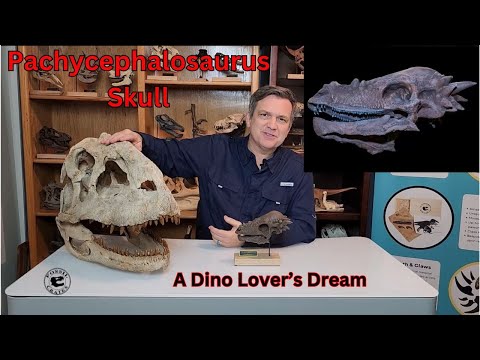 Discover more about the Pachycephalosaurus Scaled Skull!
