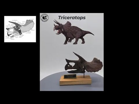 Triceratops Scaled Skull 360
