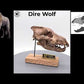 Dire Wolf Scaled Skull - Aenocyon (Canis) dirus