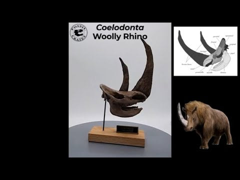 Coelodonta aka Woolly Rhinoceros Scaled Skull 360