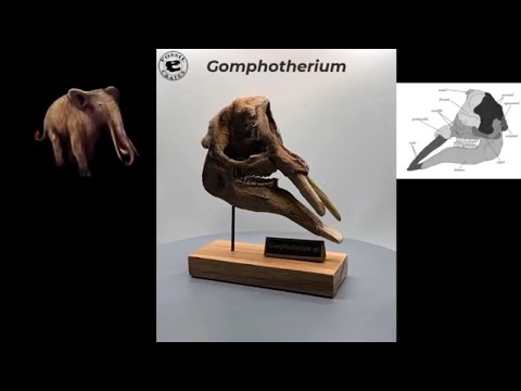 Gomphotherium Scaled Skull 360