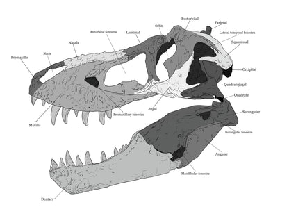 T. rex Skull Anatomy. Dinosaur Skull.