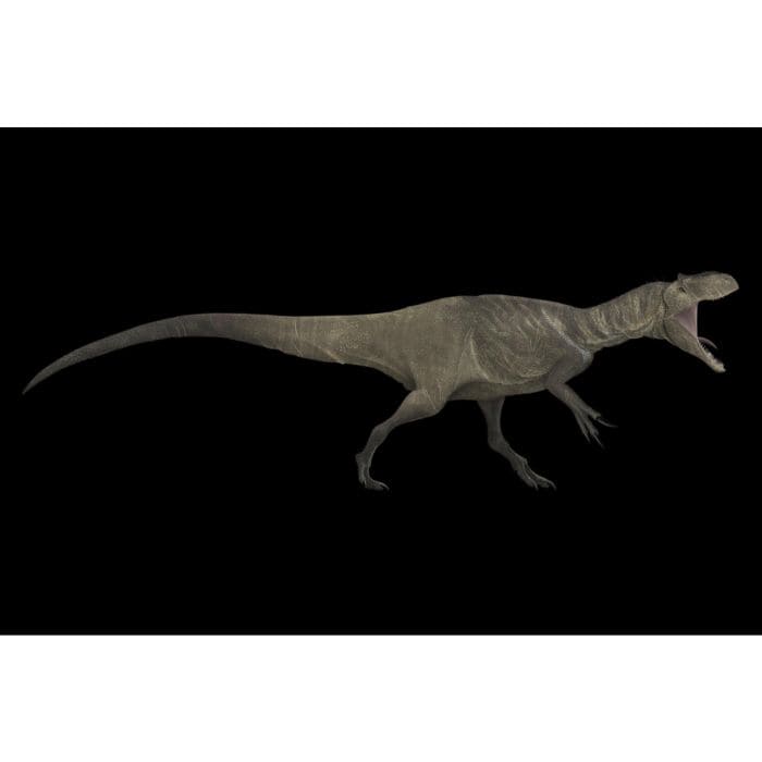 Allosaurus paleoart that comes with the Allosaurus Crate