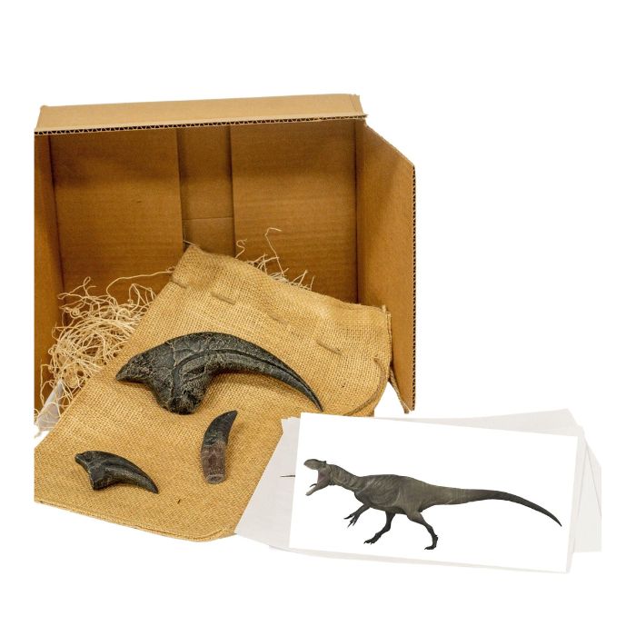 Allosaurus Standard Crate: casts of Allosaurus hand claw, Allosaurus toe claw, Allosaurus tooth