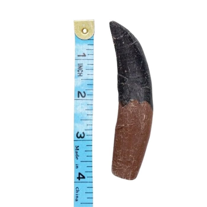 Allosaurus tooth cast