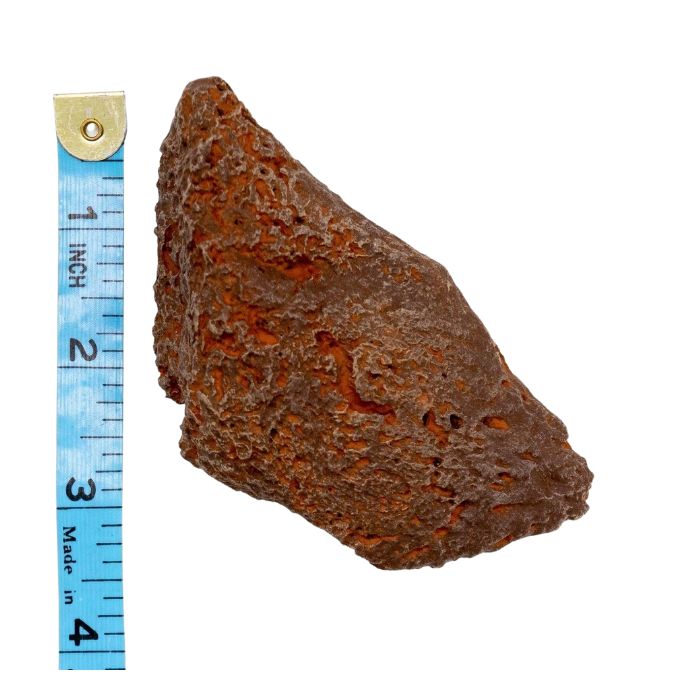 Ankylosaurus scute cast