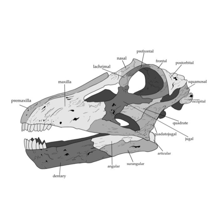 Apatosaurus skull bones map that comes with the Apatosaurus Scaled Skull