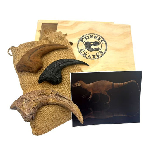 Big Claws Wooden Crate: Hand Claw Casts of an as-yet-unnamed Megaraptorid, Torvosaurus & Allosaurus