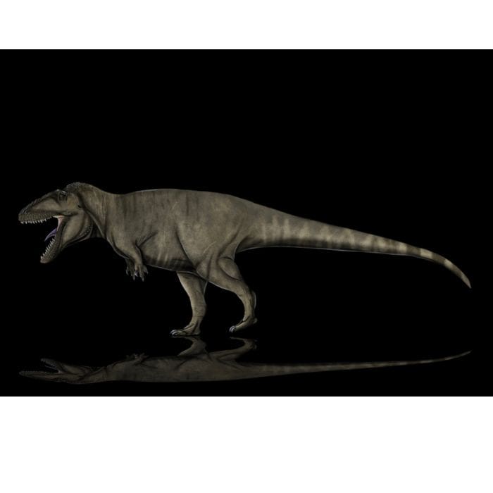 Carcharodontosaurus paleoart that comes with the Ultimate Royal Teeth Crate