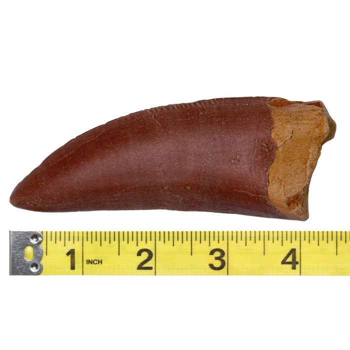 Carcharodontosaurus tooth cast