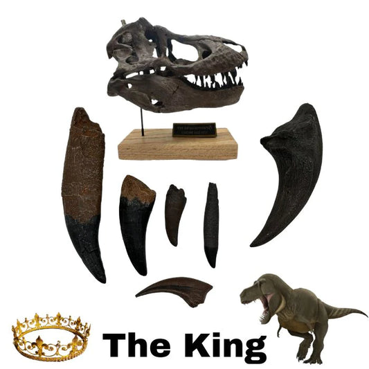 Multiple teeth and claw casts from the King as well as an exact 1/8 scale resin replica of the famous Tufts-Love Tyrannosaurus rex skull, the best-preserved T. rex skull ever discovered.