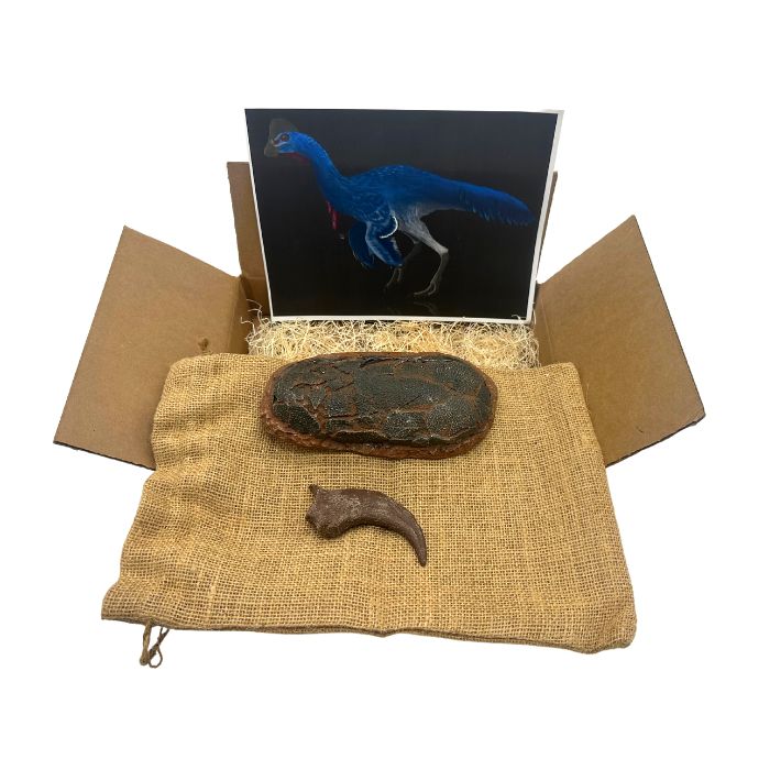 Oviraptorid egg cast and Anzu Hand Claw Cast Standard Crate