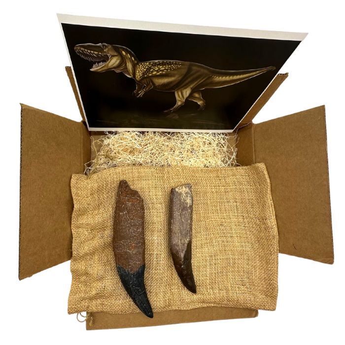 Royal Teeth Crate Standard: casts of Tyrannosaurus rex rooted tooth, Torvosaurus tooth