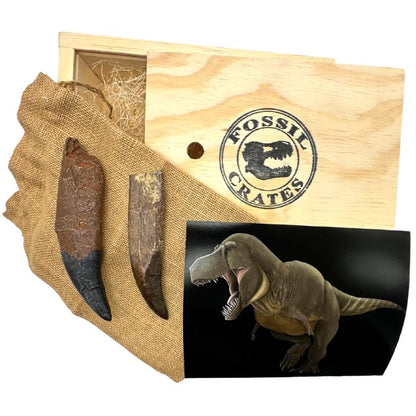Royal Teeth Crate Wooden: casts of Tyrannosaurus rex rooted tooth, Torvosaurus tooth