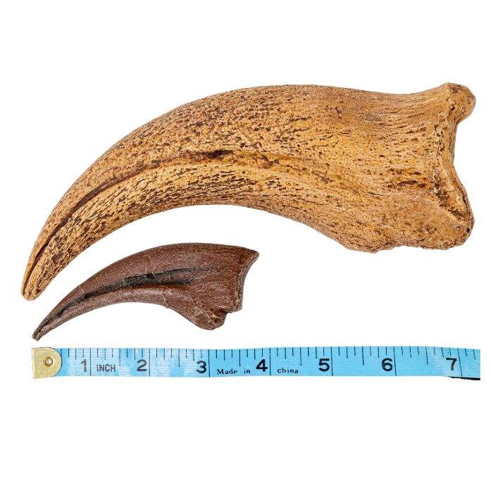 Spinosaurus hand claw cast vs Tyrannosaurus rex hand claw cast