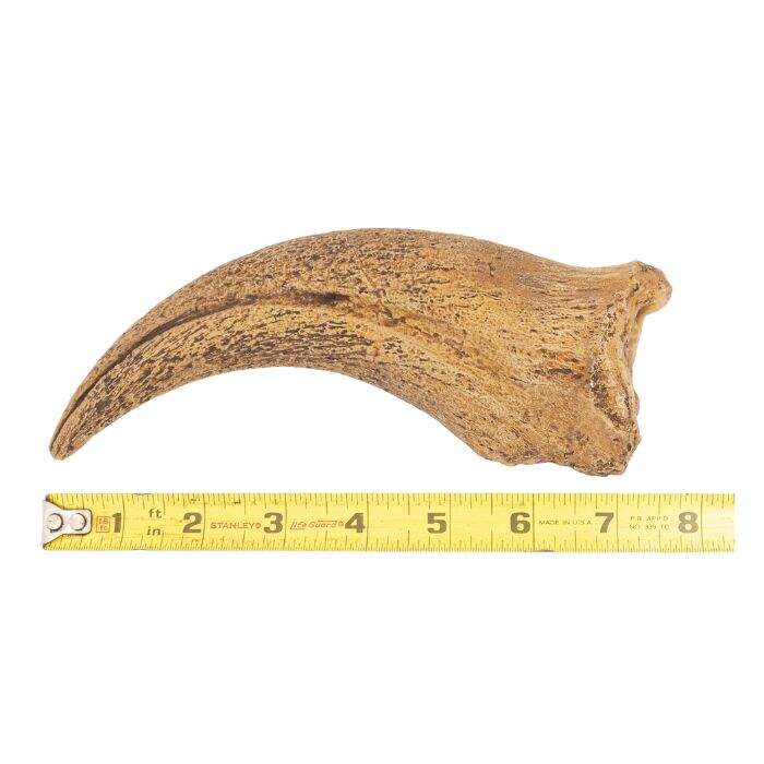 Spinosaurus hand claw cast (over 7 inches)
