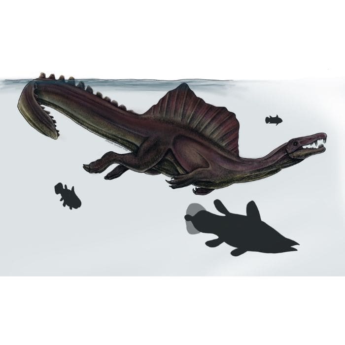 Spinosaurus Swimming Paleoart that comes with the Ultimate Royal Teeth Crate