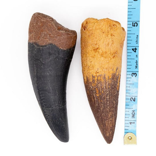 Spinosaurus tooth cast compared to a Tyrannosaurus rex tooth cast with ruler