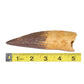 Spinosaurus tooth cast (5 inches) comes with the Spinosaurus vs Tyrannosaurus Scaled Skulls