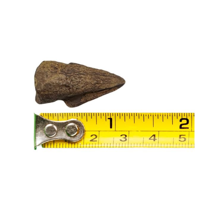 Thescelosaurus toe claw cast