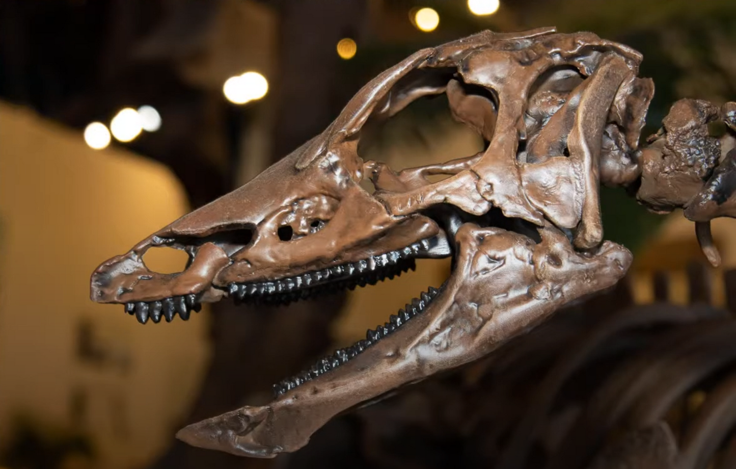 Thescelosaurus life-sized skull cast