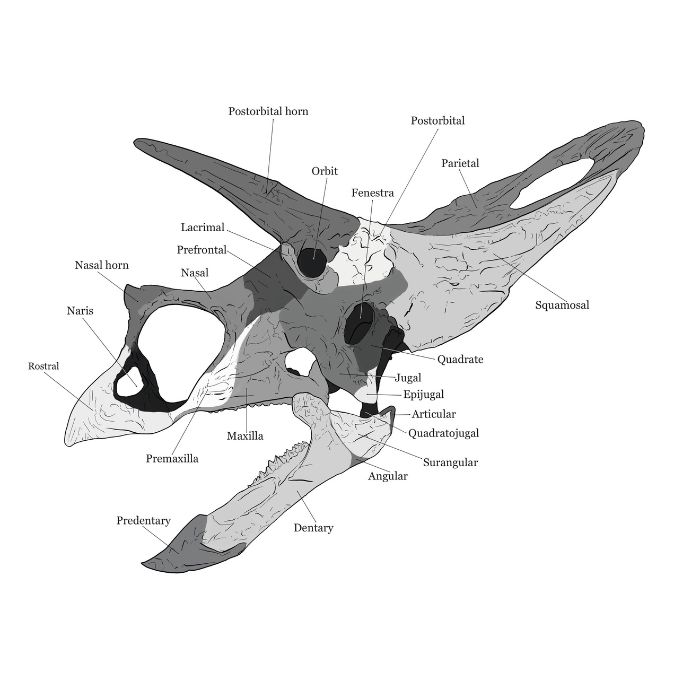 Torosaurus skull bones map that comes with the Torosaurus Scaled Skull