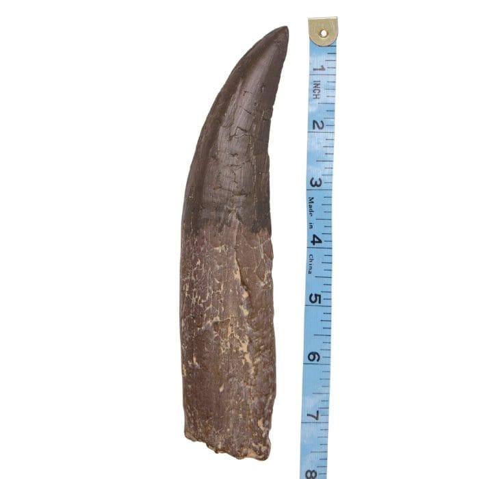 Torvosaurus Tooth Cast 