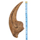 Torvosaurus hand claw cast