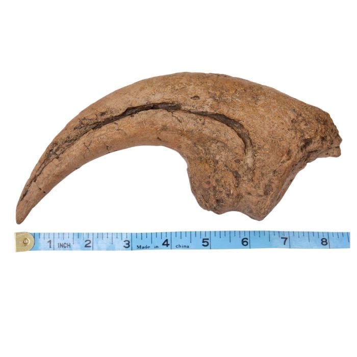 Torvosaurus hand claw cast