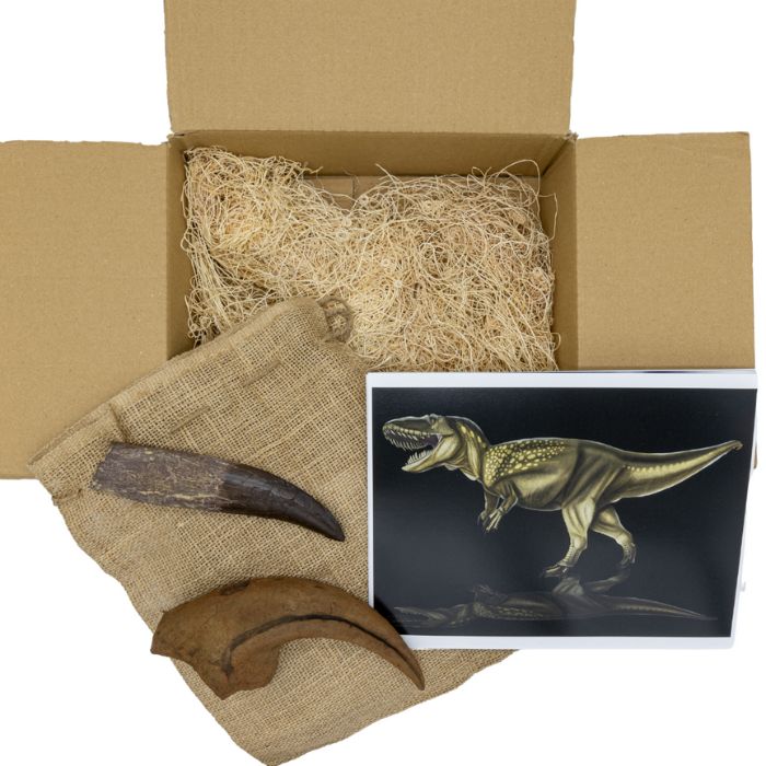 Torvosaurus King of the Jurassic Standard Crate: casts of Torvosaurus massive (nearly 8") rooted tooth, gigantic hand claw over 8" long