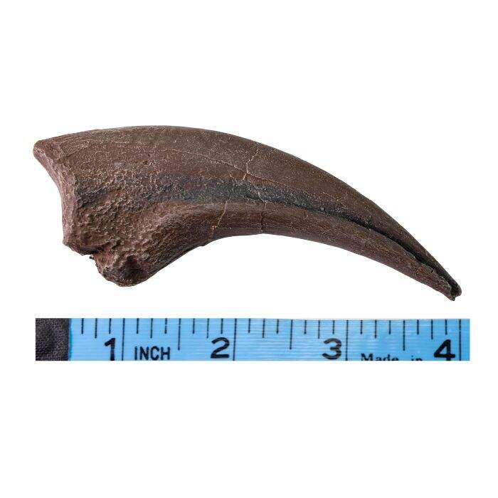 Tyrannosaurus rex 4-inch hand claw cast