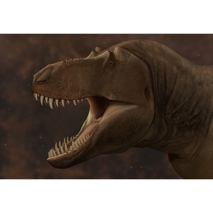 Exclusive T. rex paleoart that comes with the Tyrannosaurus rex lower jaw (dentary) tooth cast