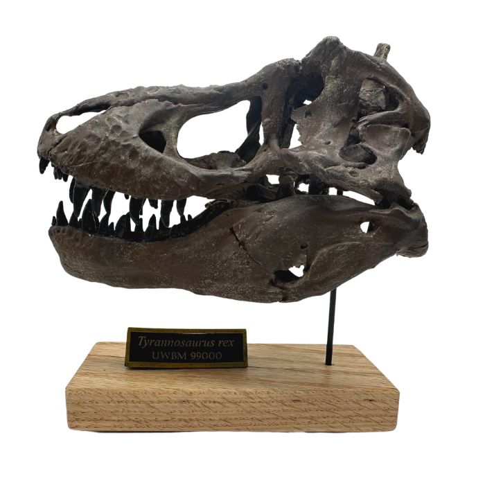 Tyrannosaurus rex Scaled Skull, T. rex Scaled Skull.