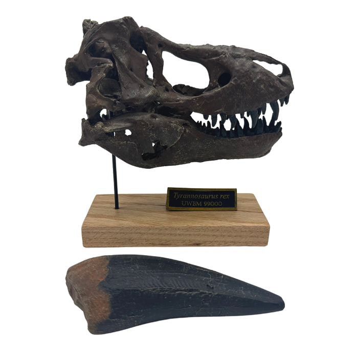 Tyrannosaurus rex Scaled Skull with 5-inch Tooth Cast