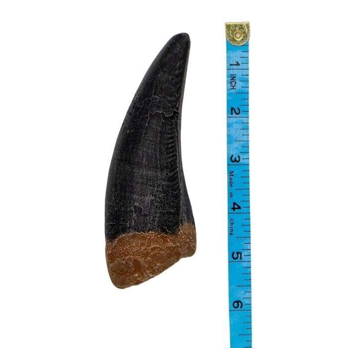 Tyrannosaurus rex shed tooth cast, over 5" long that comes with the Tyrannosaurus rex Scaled Skull