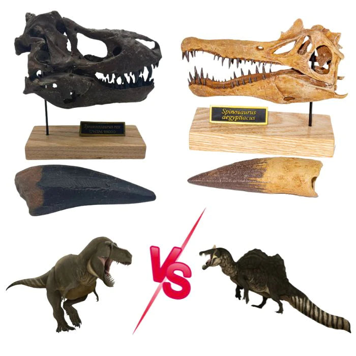 Spinosaurus vs Tyrannosaurus Scaled Skulls: comes with 5" teeth casts! 