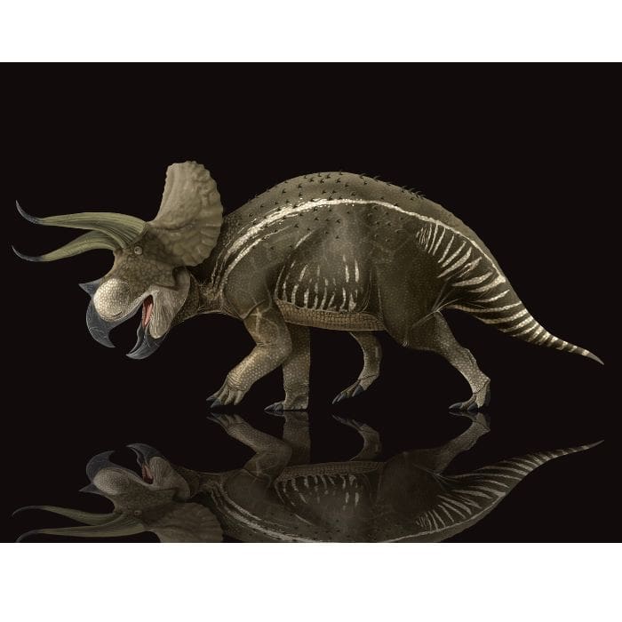 Triceratops exclusive paleoart that comes with the Triceratops tooth cast