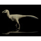 Troodon paleoart that comes with The Day the Dinosaurs Died Crate