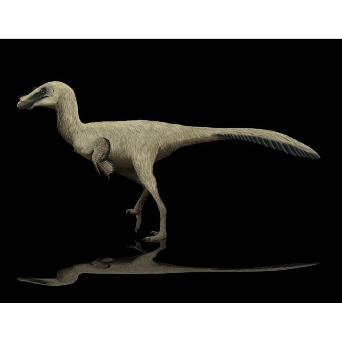 Troodon paleoart that comes with The Day the Dinosaurs Died Crate