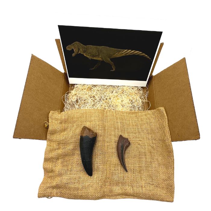 Tyrannosaurus rex Crate Standard: casts of T. rex tooth and T. rex claw