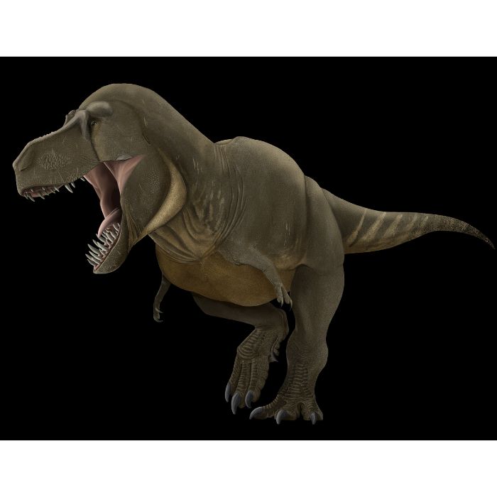 Tyrannosaurus rex Paleoart that comes with the Classic Cretaceous Crate