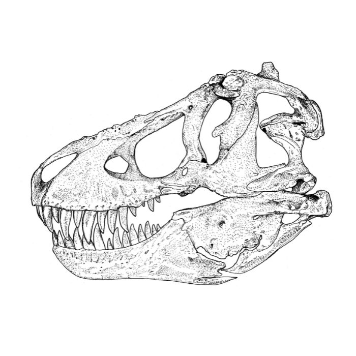 Exclusive paleoart of a T. rex skull that comes with the Tyrannosaurus tooth cast