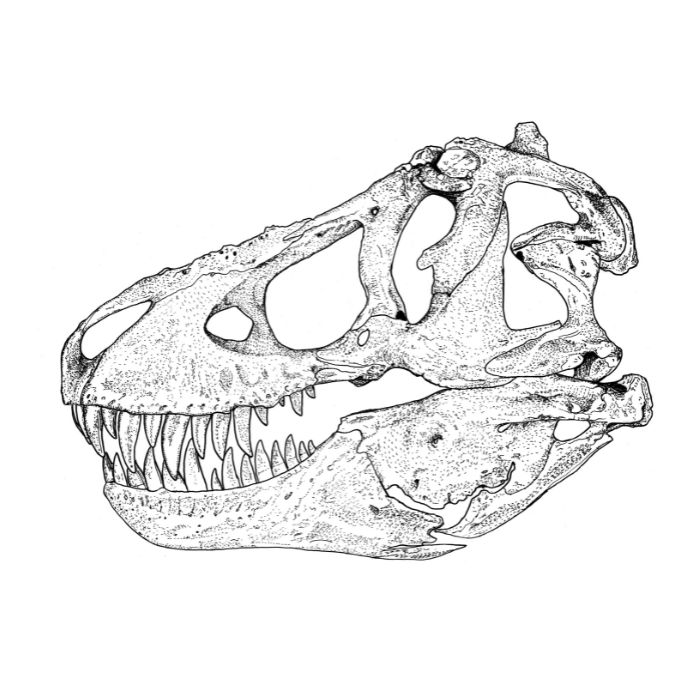 Exclusive paleoart of a T. rex skull that comes with the Tyrannosaurus rex Crate