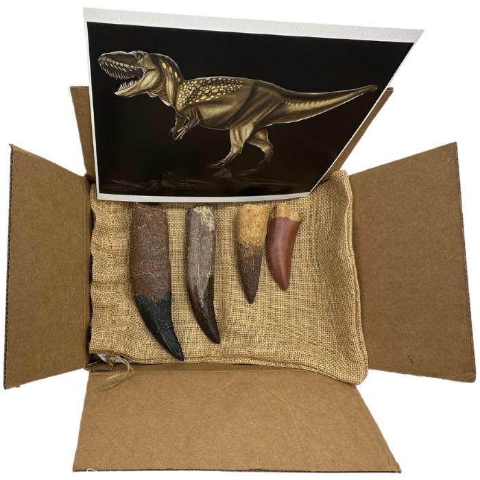 Ultimate Royal Teeth Crate Standard: casts of T. rex tooth, Torvosaurus tooth, Carcharodontosaurus tooth, Spinosaurus tooth