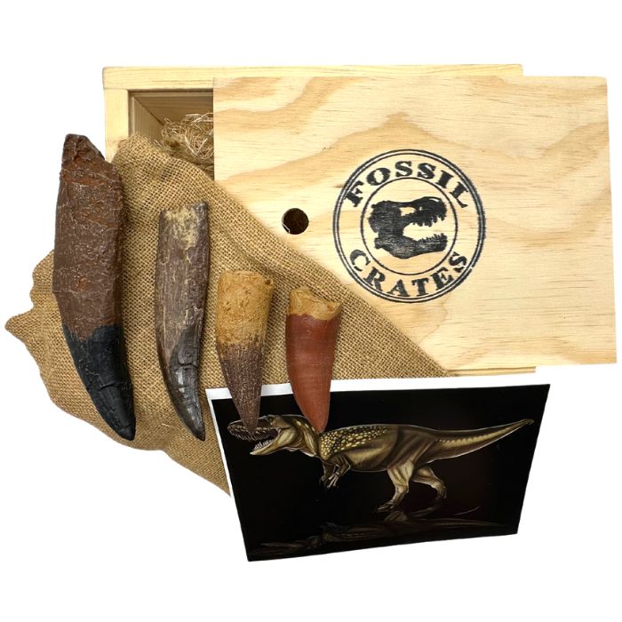 Ultimate Royal Teeth Crate Wooden: casts of T. rex tooth, Torvosaurus tooth, Carcharodontosaurus tooth, Spinosaurus tooth