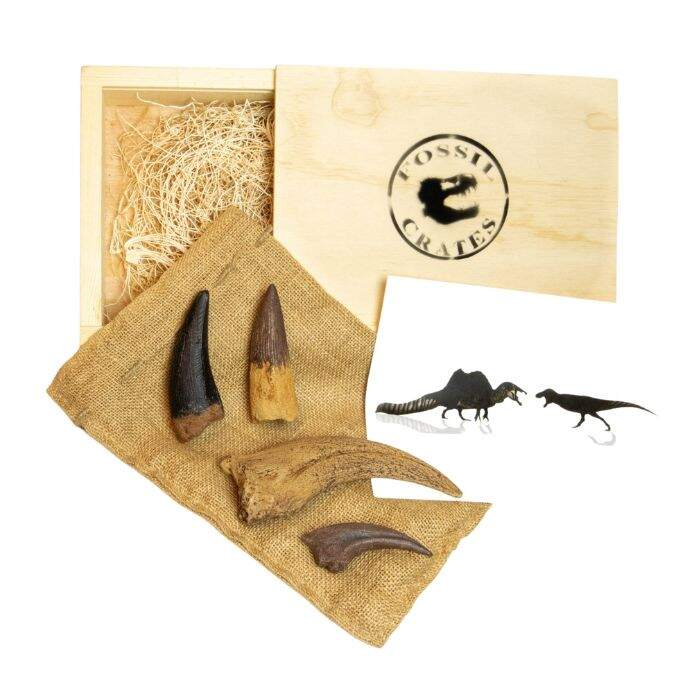 Ultimate Spinosaurus vs Tyrannosaurus rex Wooden: casts of T. rex tooth, T. rex claw, Spinosaurus tooth, Spinosaurus claw