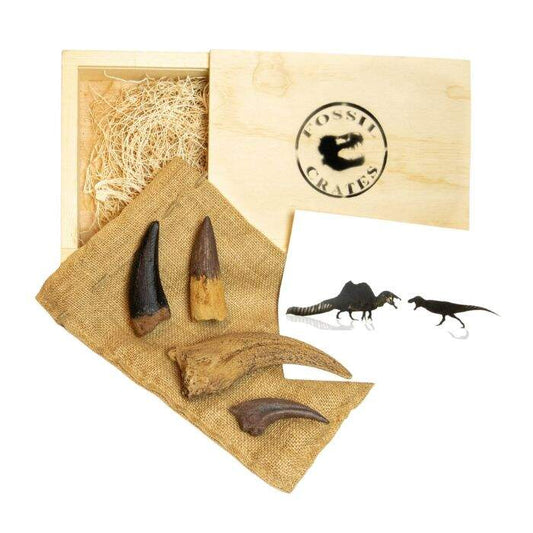 Ultimate Spinosaurus vs Tyrannosaurus rex Wooden: casts of T. rex tooth, T. rex claw, Spinosaurus tooth, Spinosaurus claw