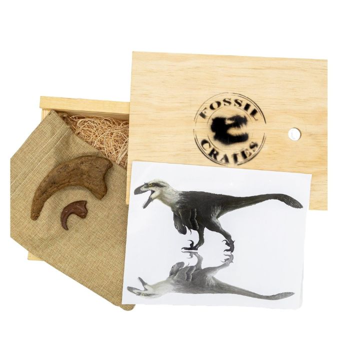 Utahraptor Largest Raptor Wooden Crate: Utahraptor hand claw cast, Utahraptor killing claw cast