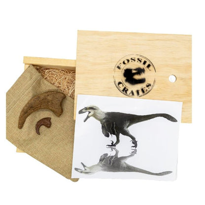 Utahraptor Largest Raptor Wooden Crate: Utahraptor hand claw cast, Utahraptor killing claw cast